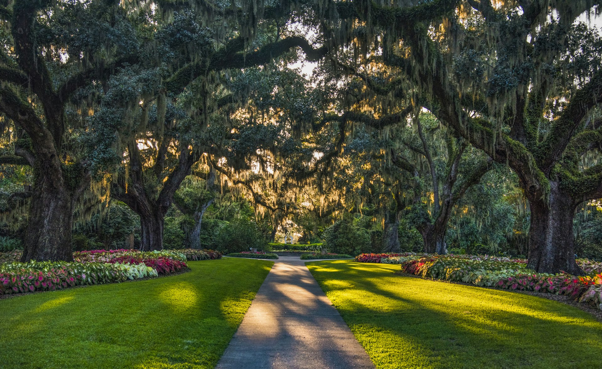 Moss covered tree are backlit by evening light in a beautiful garden. 