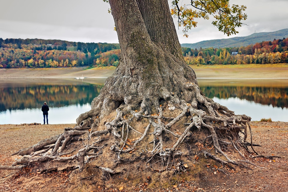 Old tree and roots at Edersee lake, at Kellerwald-Edersee National Park, Waldeck-Frankenburg, Hessen, Germany.