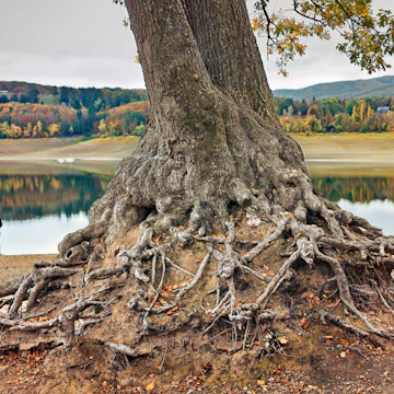Old tree and roots at Edersee lake, at Kellerwald-Edersee National Park, Waldeck-Frankenburg, Hessen, Germany.