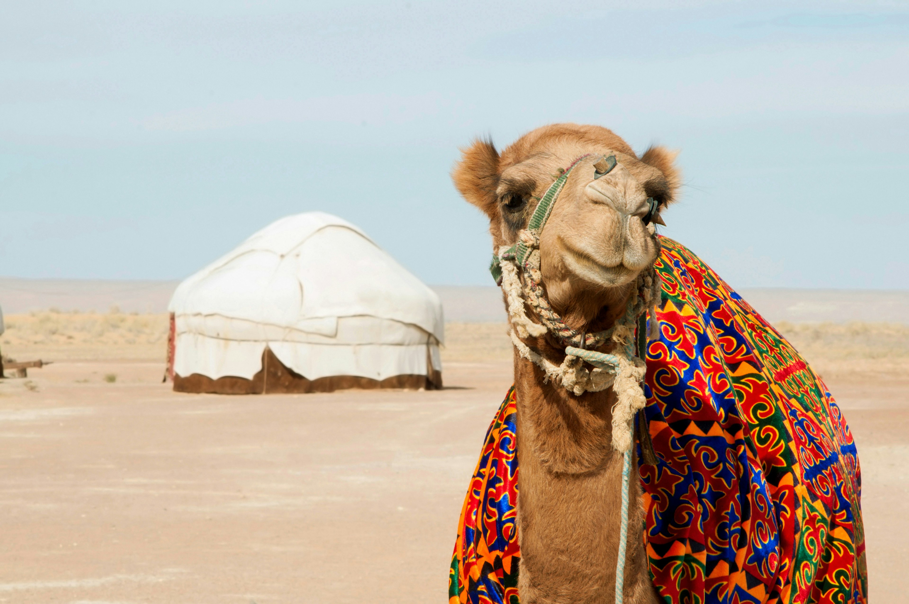 A round white yurt tent in a desert area with a large camel in front