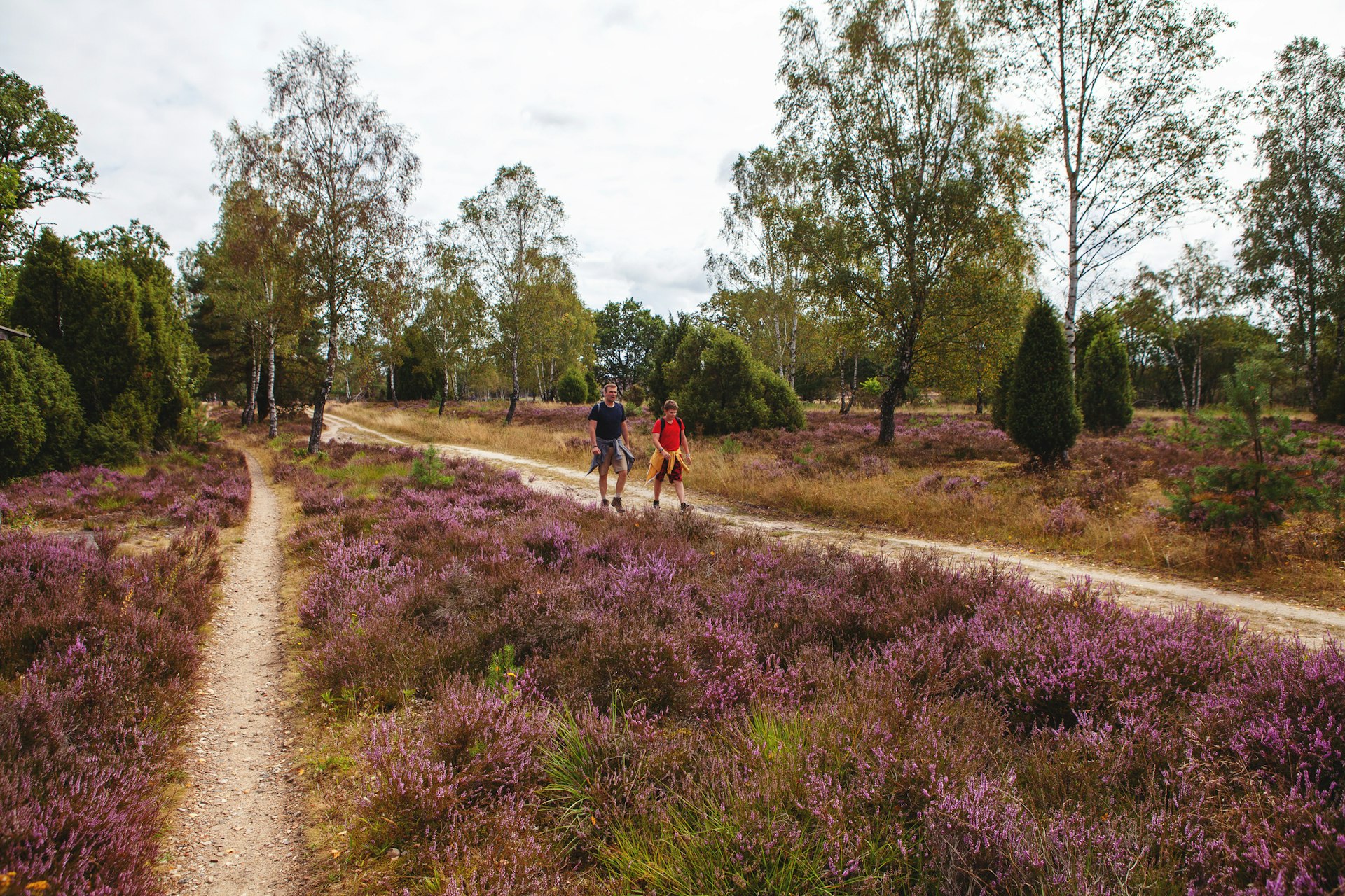 A father and a son walk along a trail surrounded by purple heather in bloom