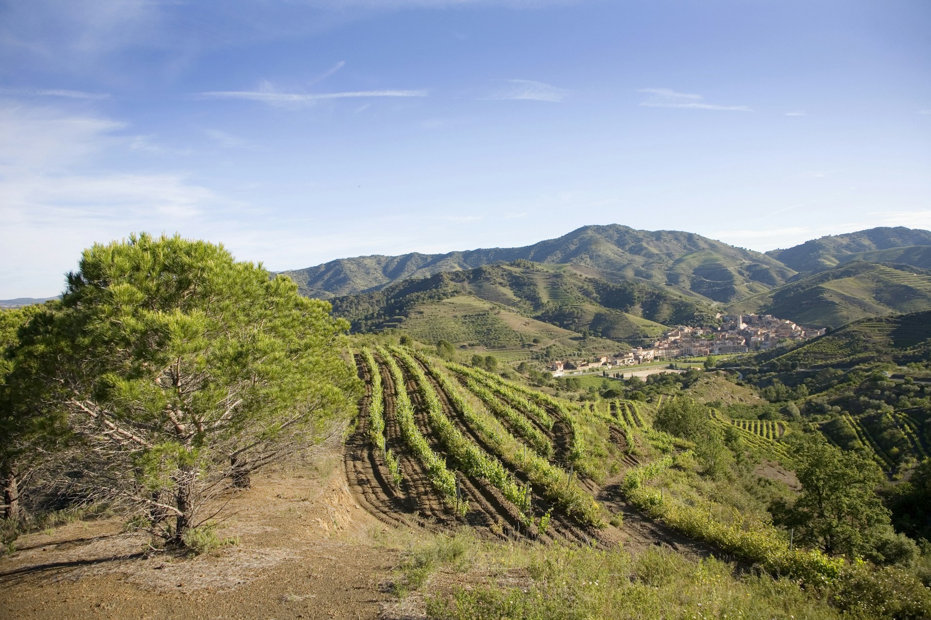 Vineyards in the hills of Priorat, Catalonia, Spain