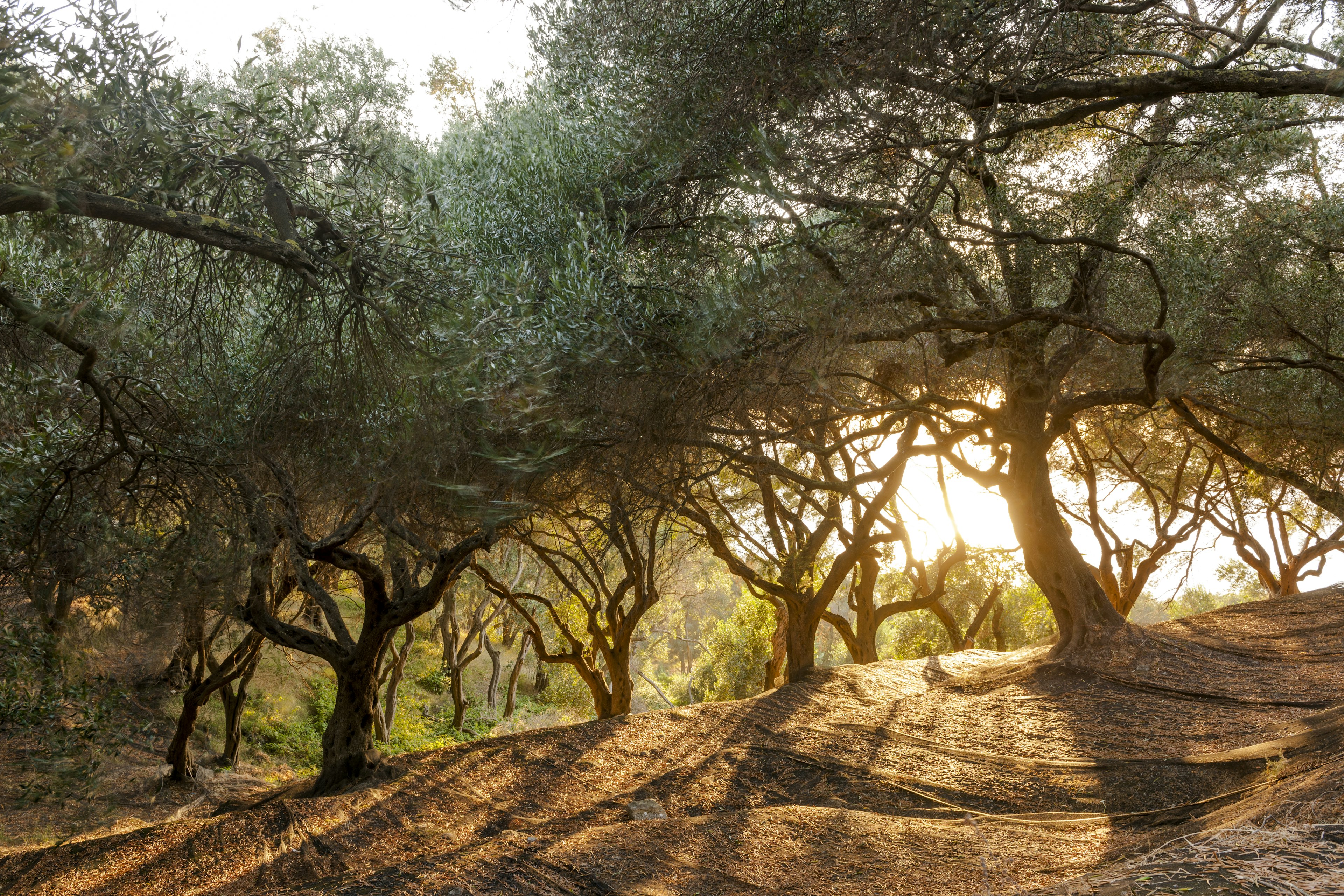 Olive oil, the king of Greek staples, is particularly abundant in Lesvos