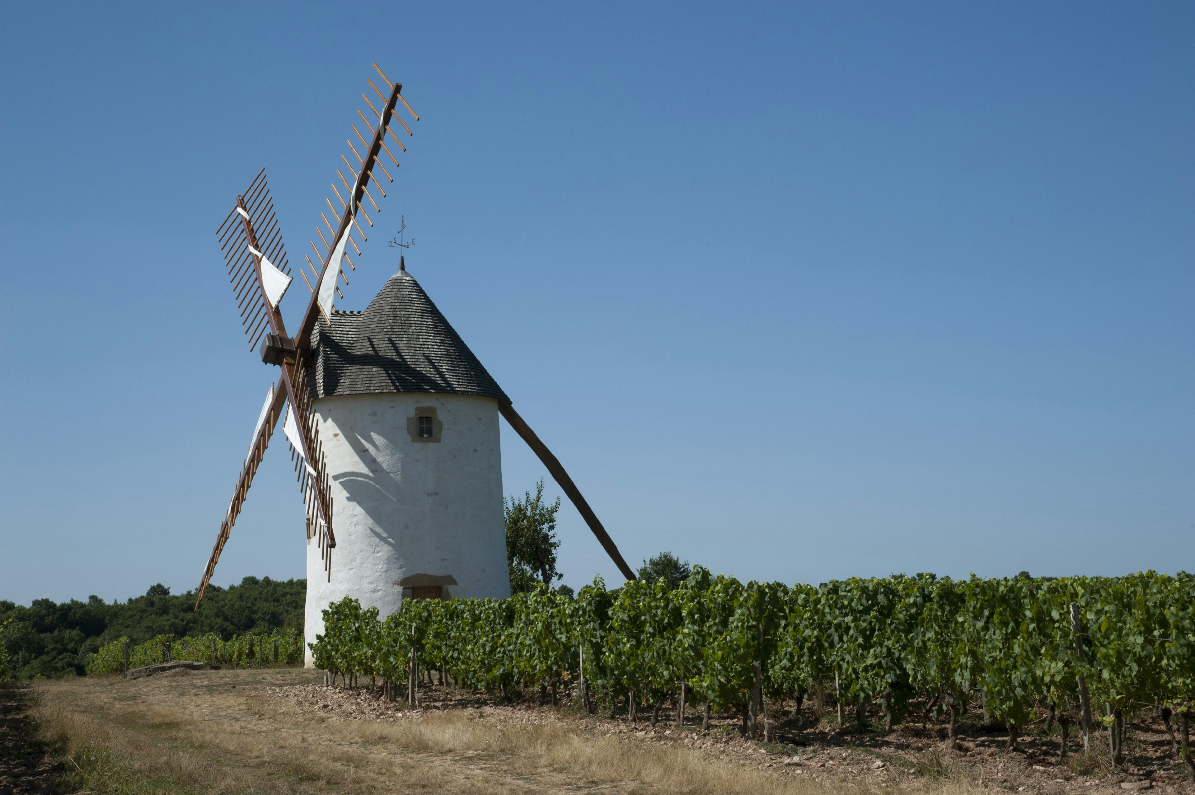 Windmill standing in a vineyard at Rosnay in the Vendee region of France