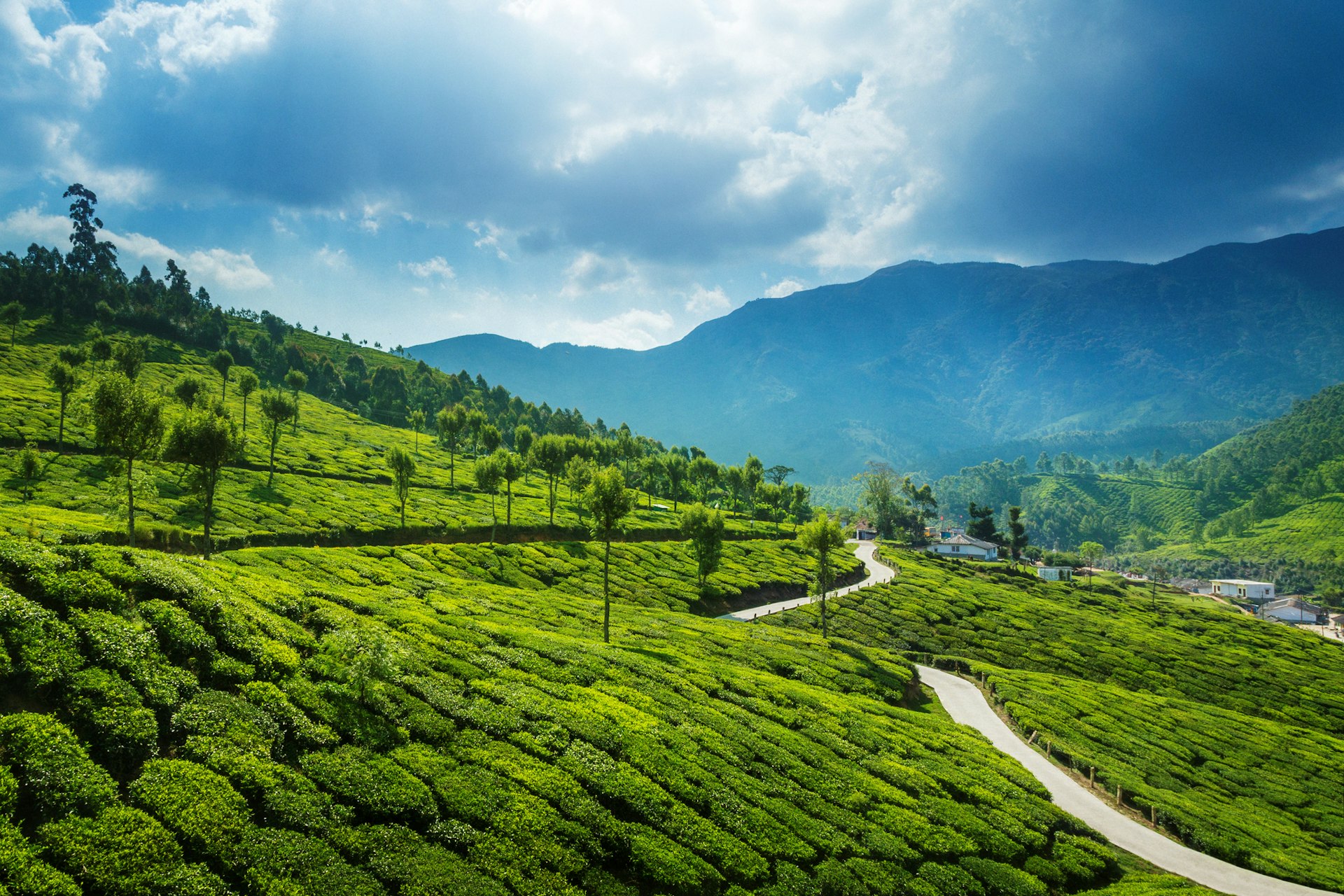 A road runs through lush green tea plantations