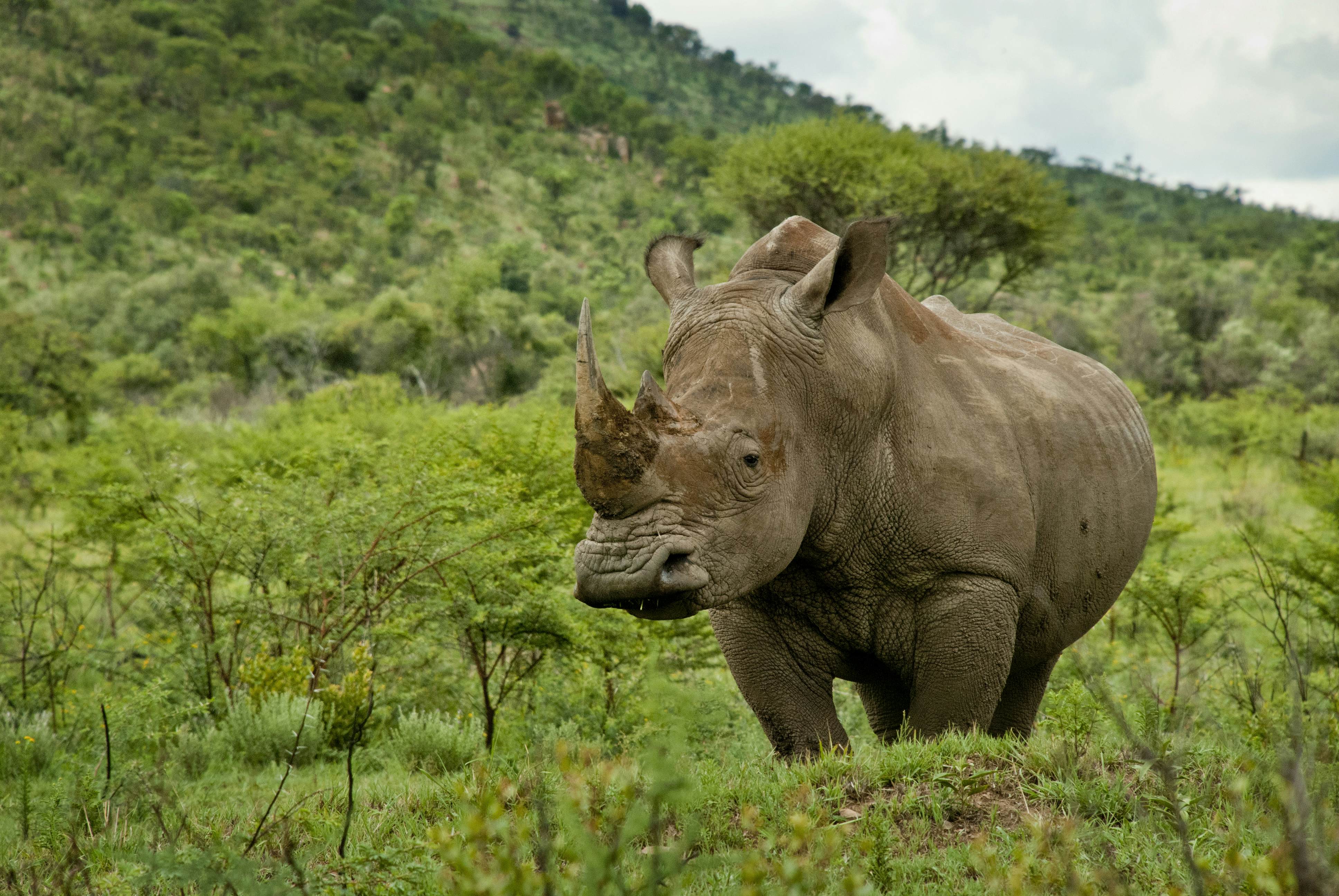 White rhino in a green field at Pilanesberg National Park.