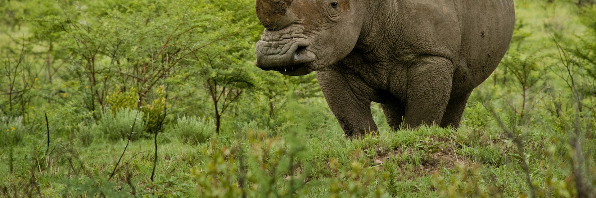 White rhino in a green field at Pilanesberg National Park.
