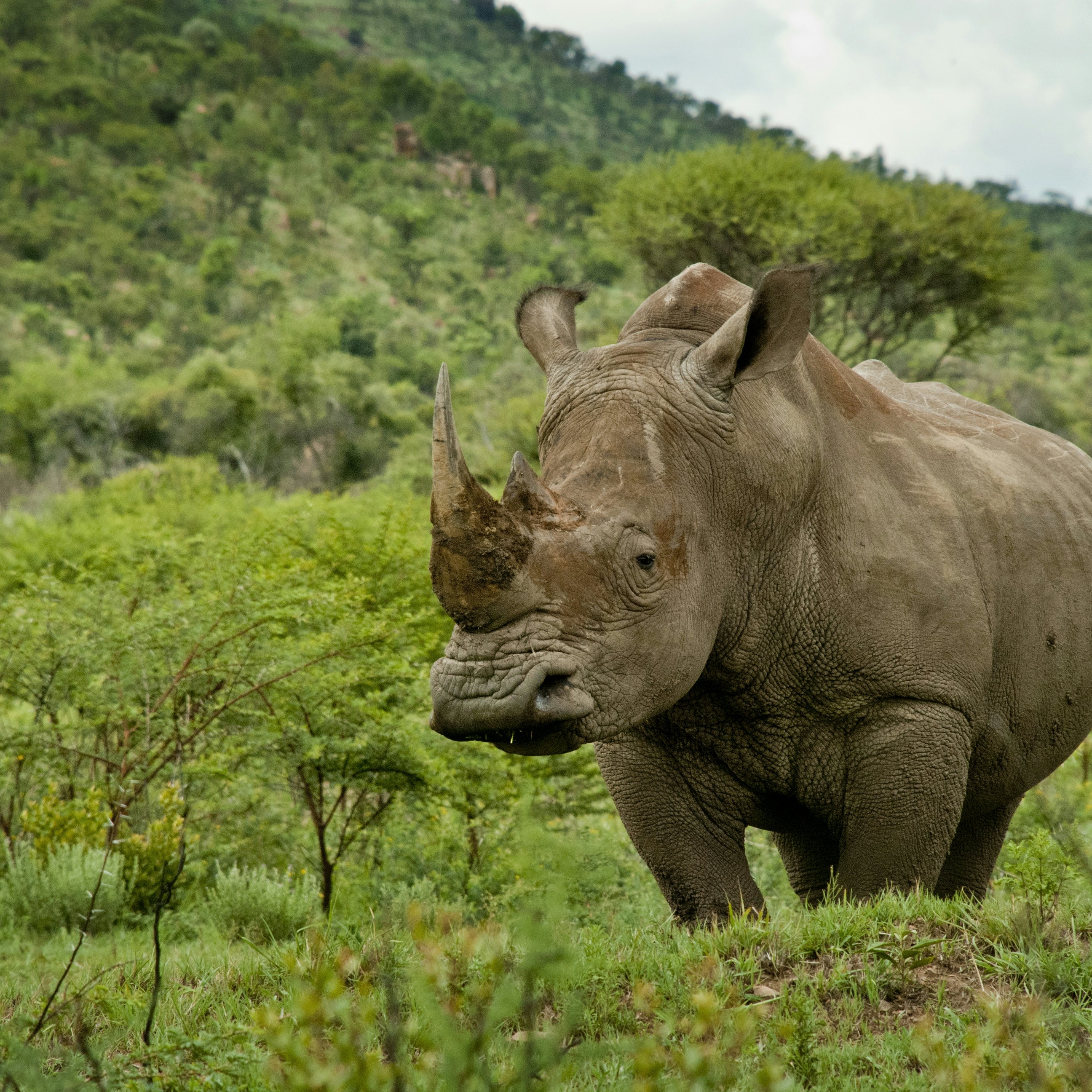 White rhino in a green field at Pilanesberg National Park.