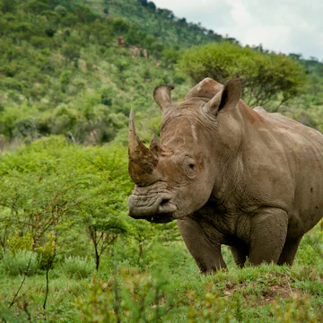 White rhino in a green field at Pilanesberg National Park.