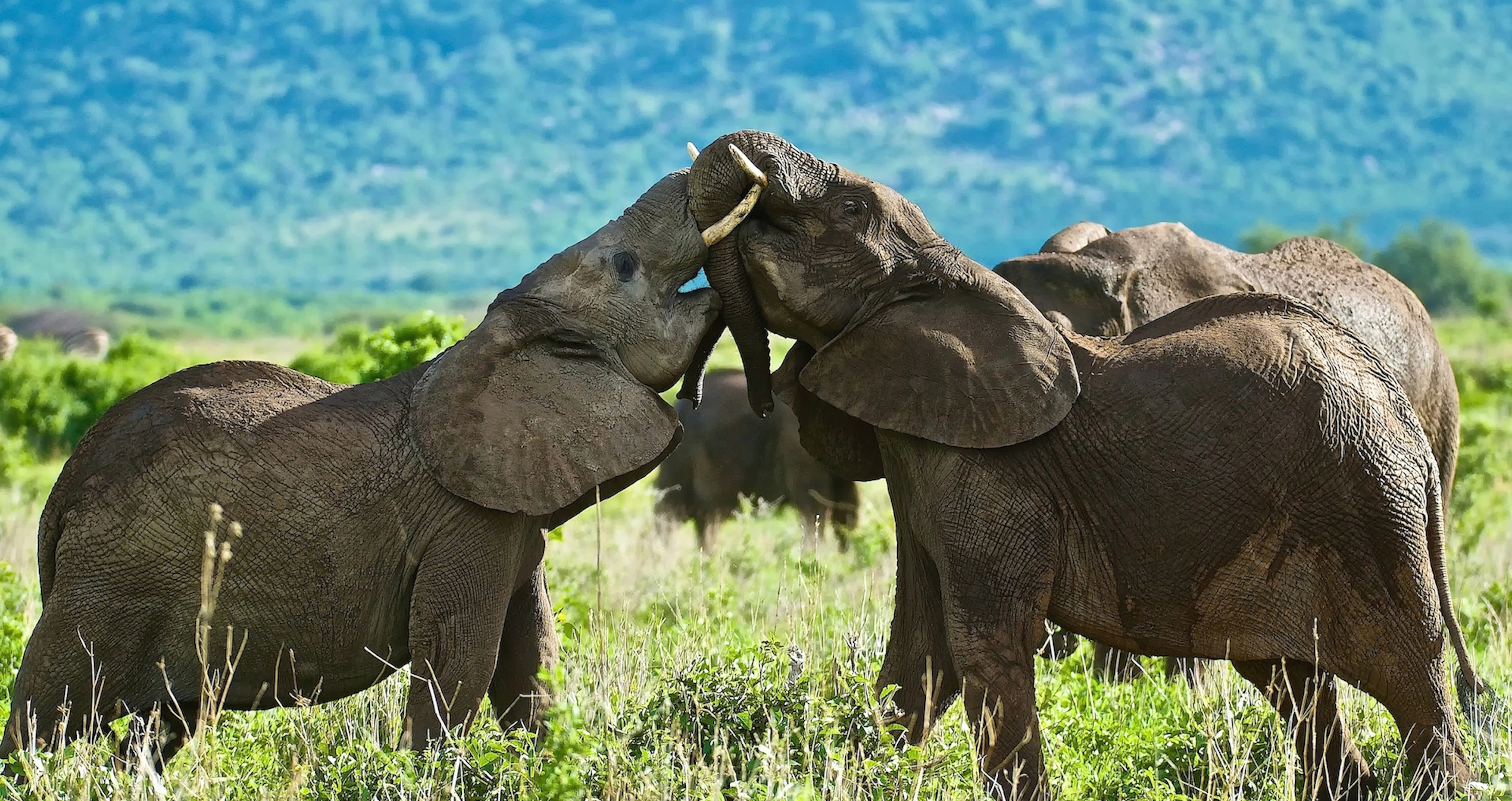 Two young elephants from the herd play to test their strength, Ruaha National Park, Tanzania
Africa; African Elephant; Animal; Animal Themes; Animal Wildlife; Animals In The Wild; Color Image; Day; Elephant; Fighting; Focus On Foreground; Four Animals; Grass; Horizontal; No People; Outdoors; Photography; Rough Housing; Ruaha National Park; Sunlight; Tanzania; Young Animal;