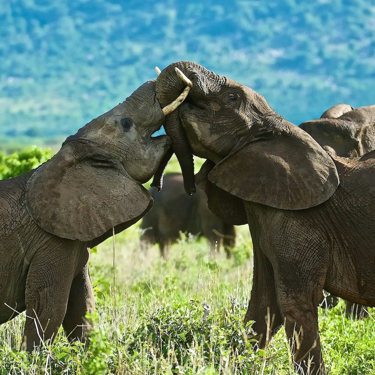Two young elephants from the herd play to test their strength, Ruaha National Park, Tanzania
Africa; African Elephant; Animal; Animal Themes; Animal Wildlife; Animals In The Wild; Color Image; Day; Elephant; Fighting; Focus On Foreground; Four Animals; Grass; Horizontal; No People; Outdoors; Photography; Rough Housing; Ruaha National Park; Sunlight; Tanzania; Young Animal;