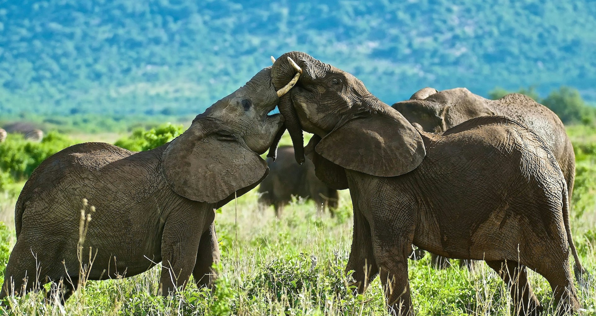 Two young elephants from the herd play to test their strength