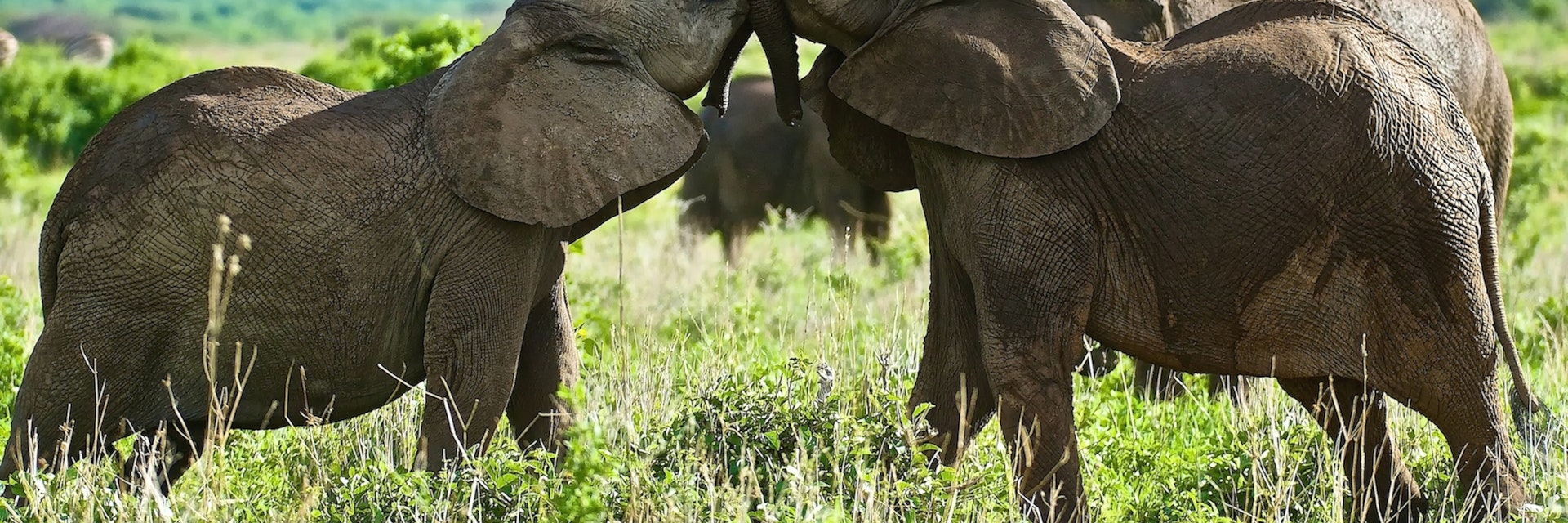 Two young elephants from the herd play to test their strength, Ruaha National Park, Tanzania
Africa; African Elephant; Animal; Animal Themes; Animal Wildlife; Animals In The Wild; Color Image; Day; Elephant; Fighting; Focus On Foreground; Four Animals; Grass; Horizontal; No People; Outdoors; Photography; Rough Housing; Ruaha National Park; Sunlight; Tanzania; Young Animal;