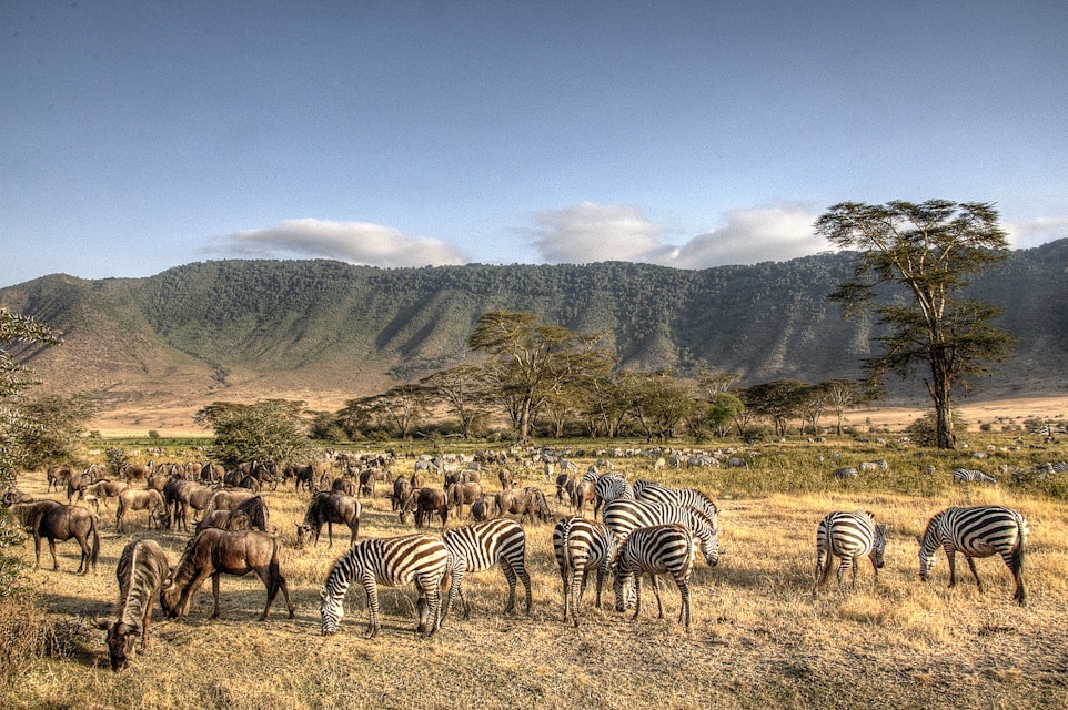 525334221
Africa; Animals In The Wild; Biodiversity; Ngorongoro Conservation Area; Ngorongoro Crater; Outdoors; Photography; Safari; Safari Animals; Wildebeest; Zebra; Horizontal; Tanzania;
The Ngorongoro Crater teeming with grazing wildlife.