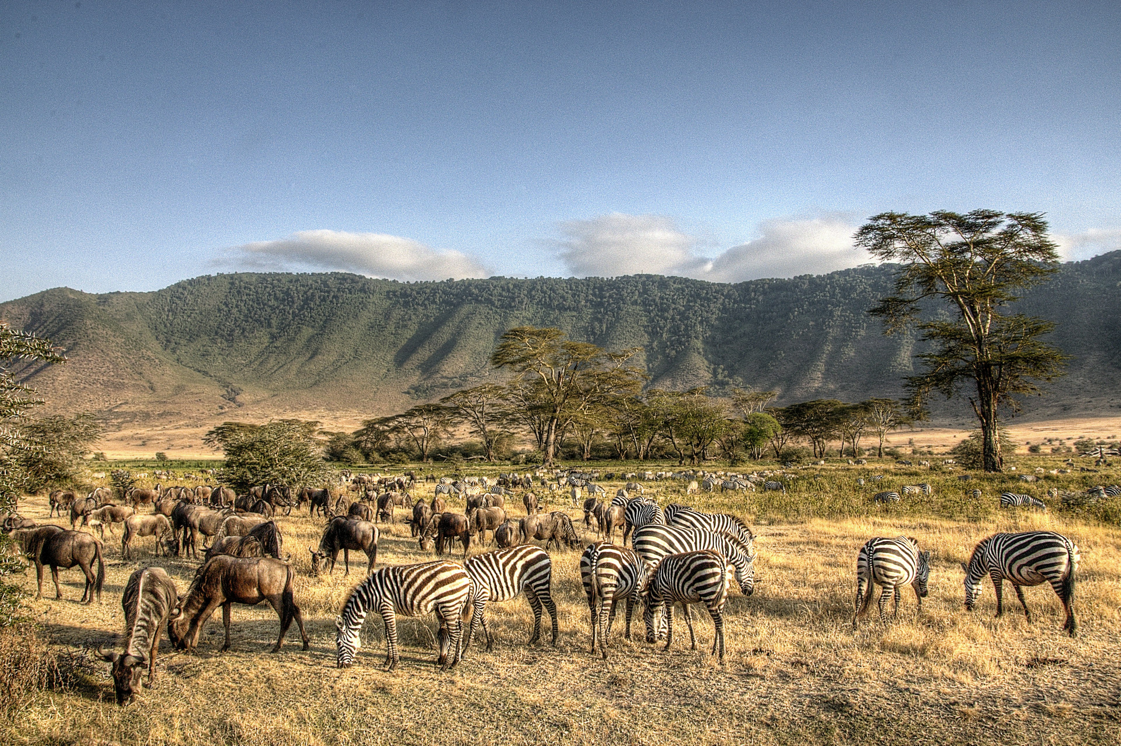 African animals in the Ngorongoro Conservation Area, Tanzania.