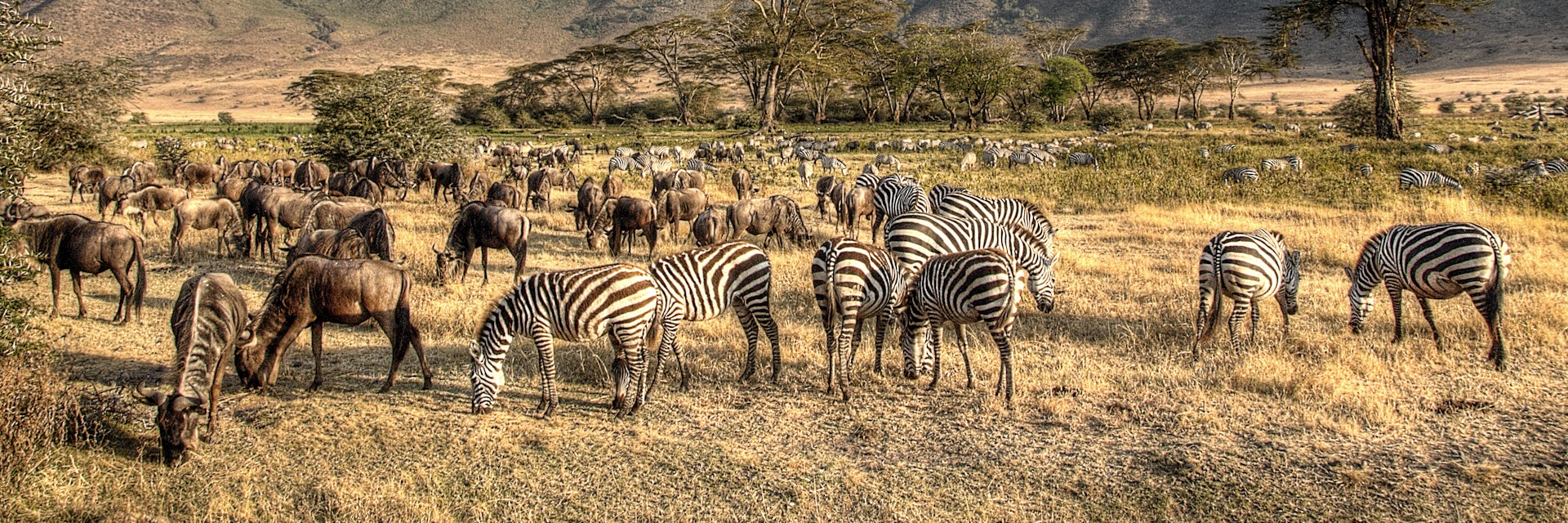 525334221
Africa; Animals In The Wild; Biodiversity; Ngorongoro Conservation Area; Ngorongoro Crater; Outdoors; Photography; Safari; Safari Animals; Wildebeest; Zebra; Horizontal; Tanzania;
The Ngorongoro Crater teeming with grazing wildlife.