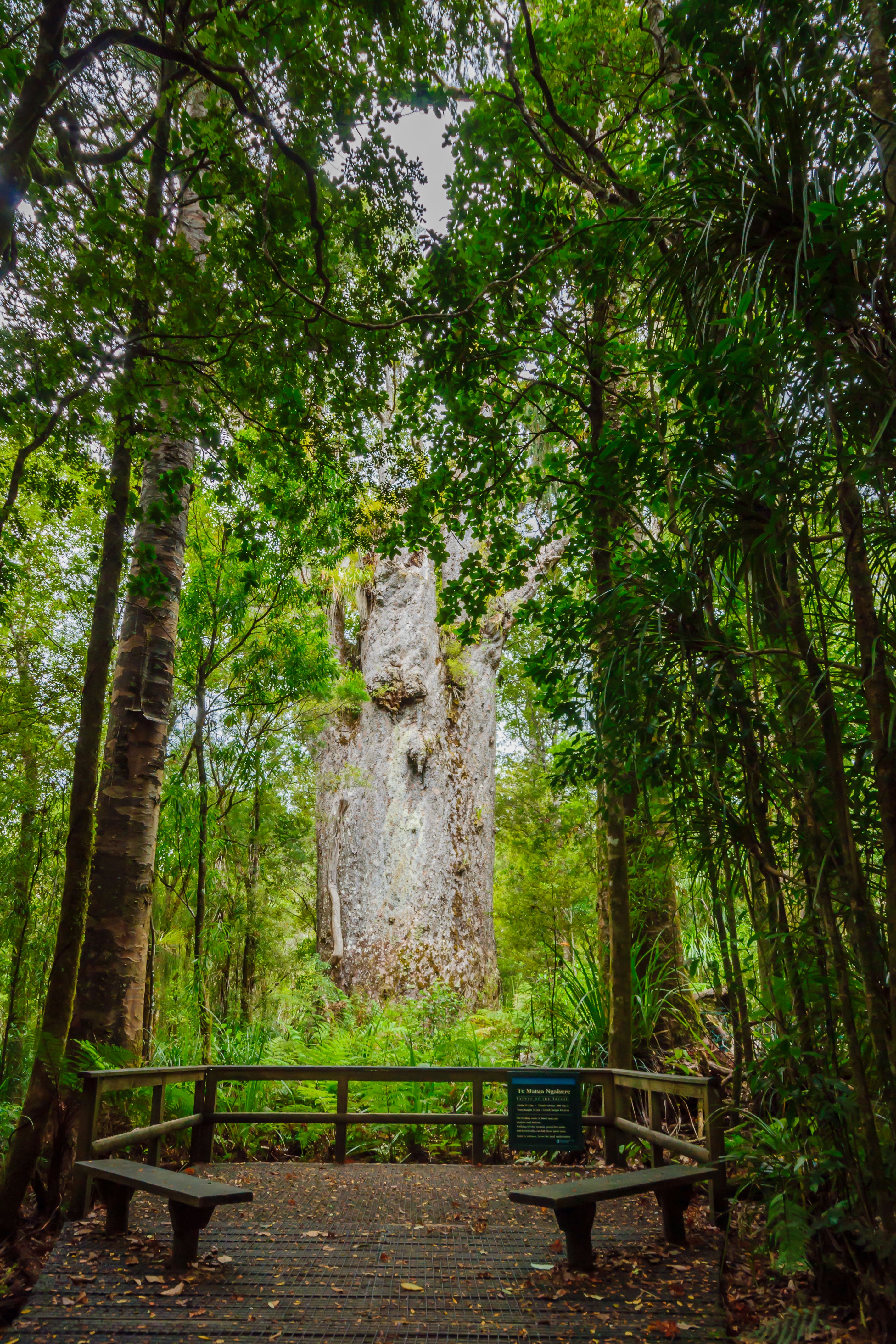 The Te Matua Ngahere (Father of the Forest), a giant kauri (Agathis australis) coniferous tree in the Waipoua Forest.
861154632
Large Growth Nature Vertical Outdoors Rural Scene Hiking Natural Phenomenon Plant Public Park Footpath Green Color New Old Tropical Climate North National Landmark Bush Tree Uncultivated Tree Trunk Leaf Landscape - Scenery Island Woodland Forest Tall - High New Zealand North Island New Zealand Northland - New Zealand Māori Giant Males Females Photography Travel Kauri Tree Rainforest Waipoua Forest te matua ngahere