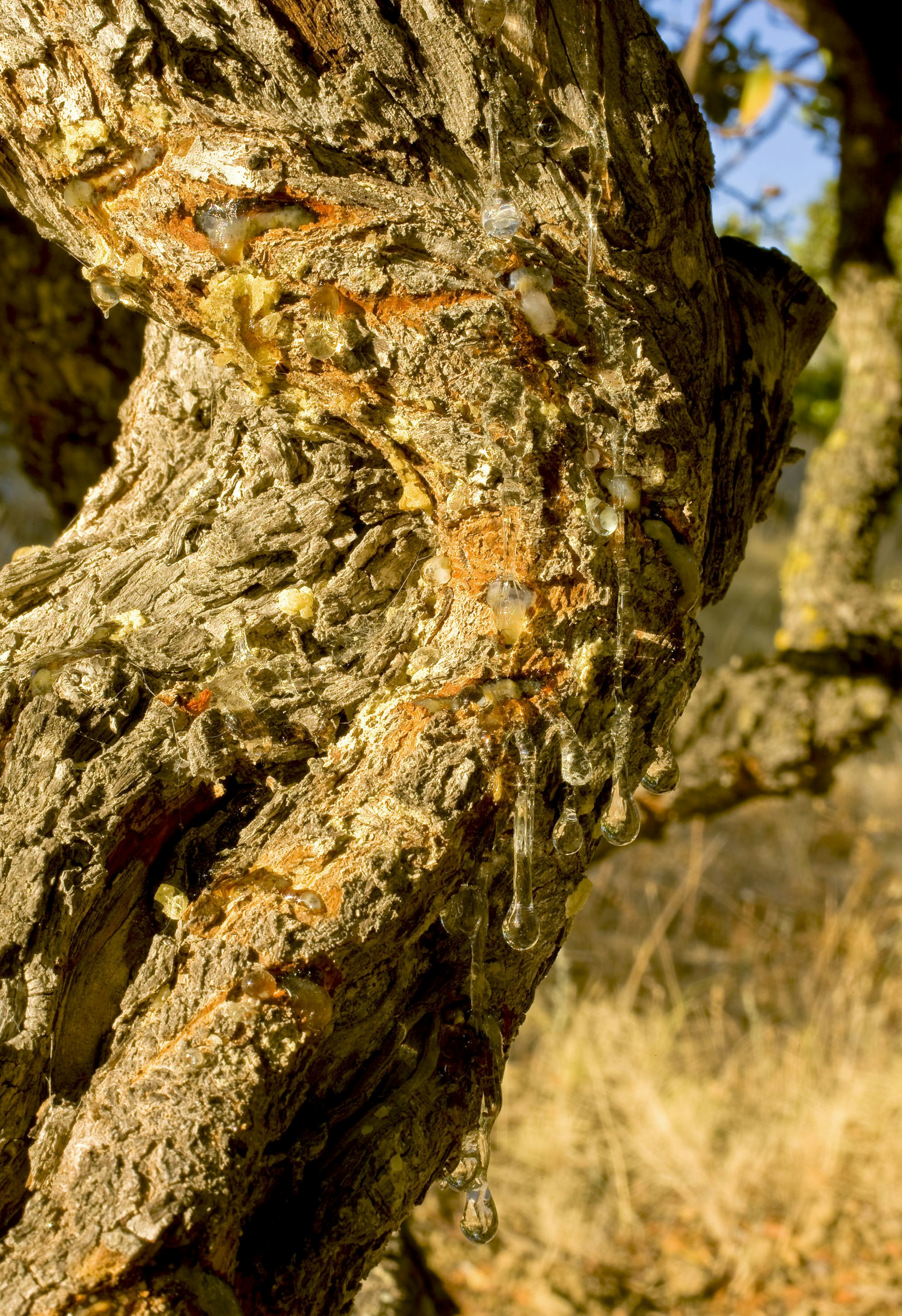 LPChios-Mastic.jpg