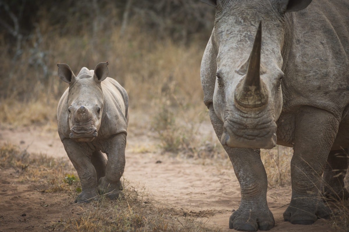 A white rhino, known as Masalempini, and her calf in Mkhaya Game Reserve.