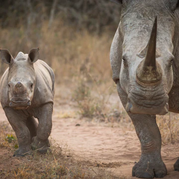 A white rhino, known as Masalempini, and her calf in Mkhaya Game Reserve.