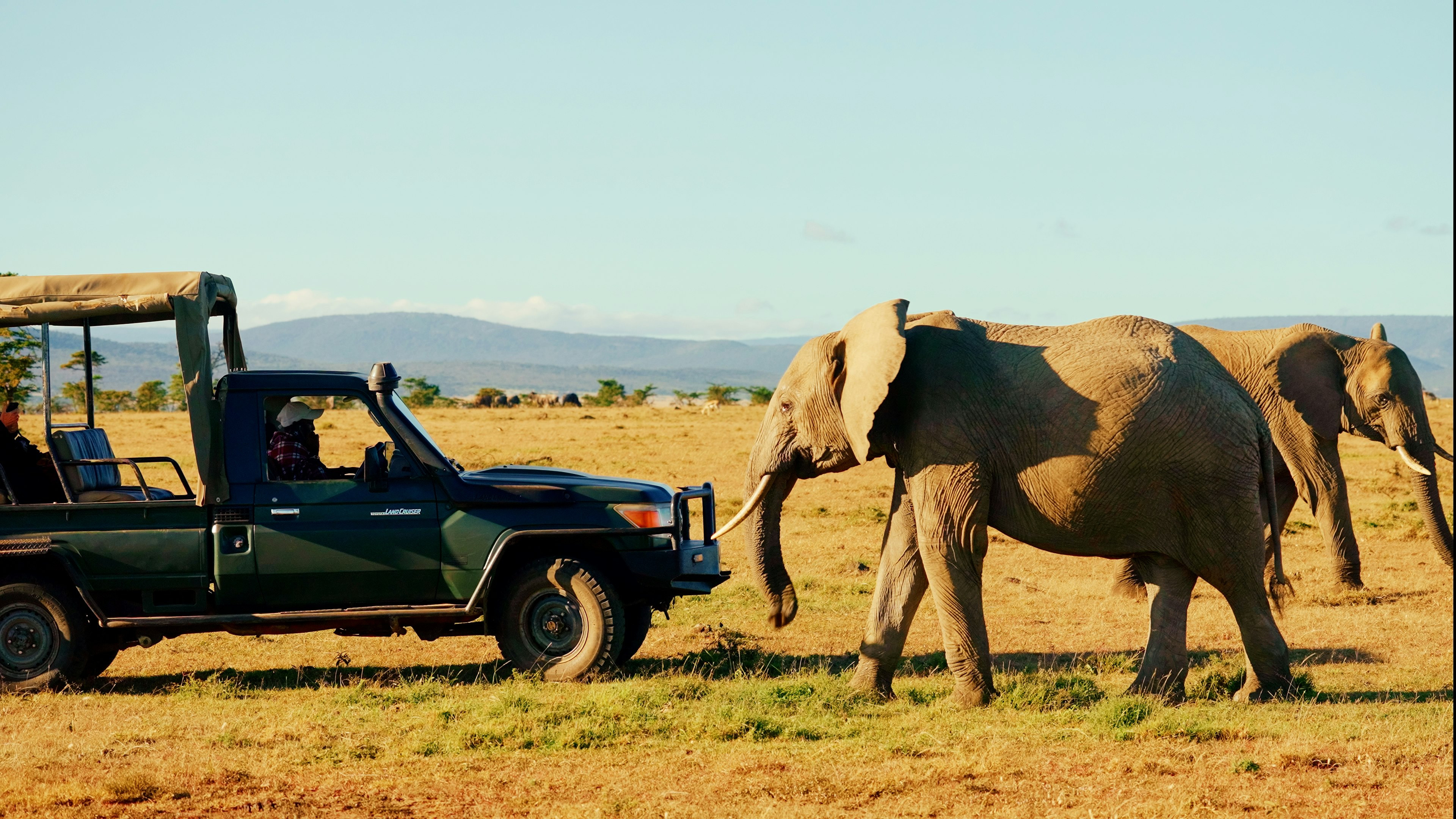 Stunning Safari View