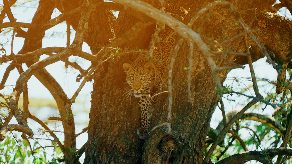 By Matthew D. Firestone Kenya (Lonely Planet Country Guides) (7th
