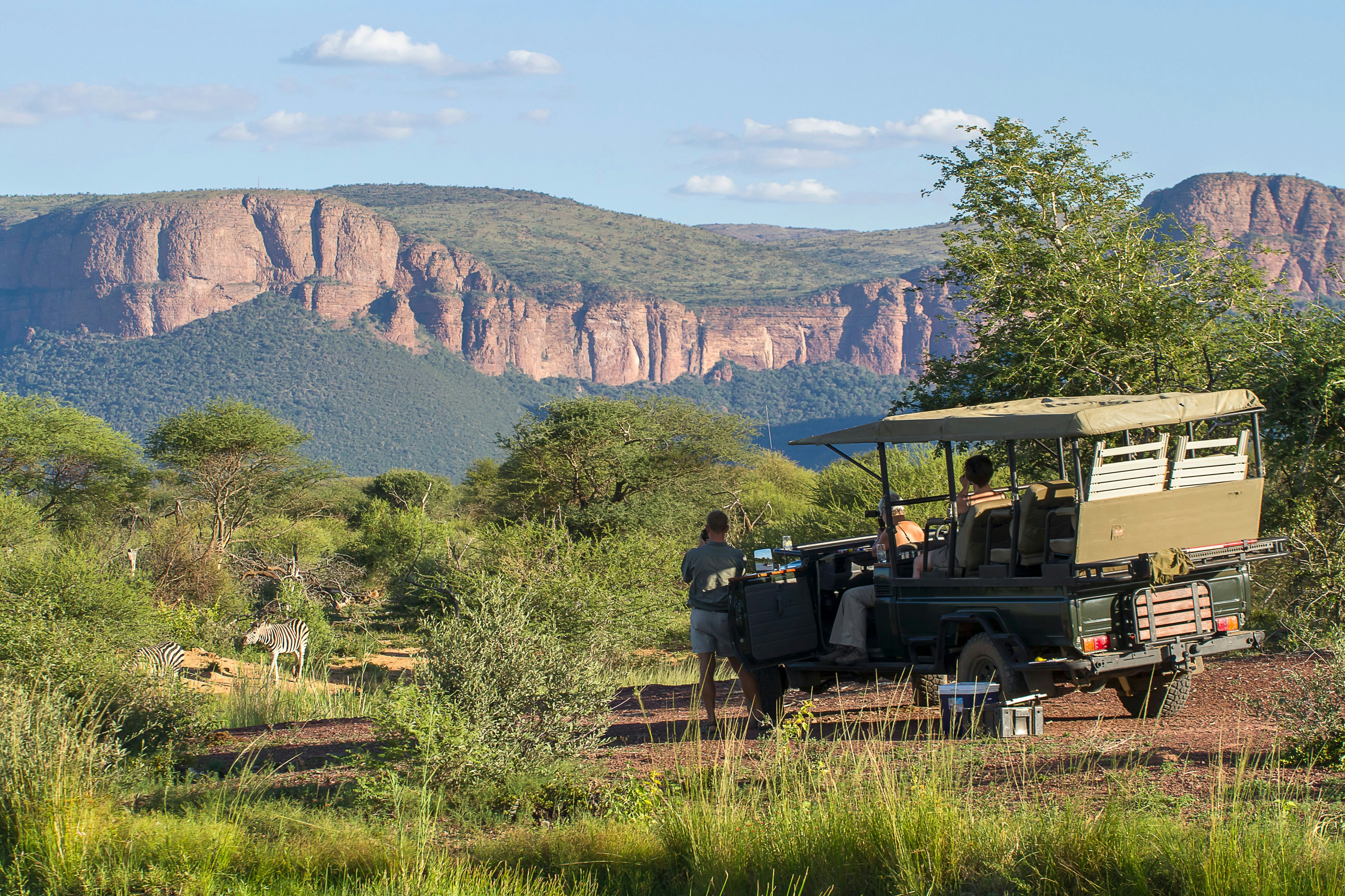 A group on safari watch a small a small herd of Burchell's Zebra as they drink at the water’s edge in the Marakele National Park in South Africa.