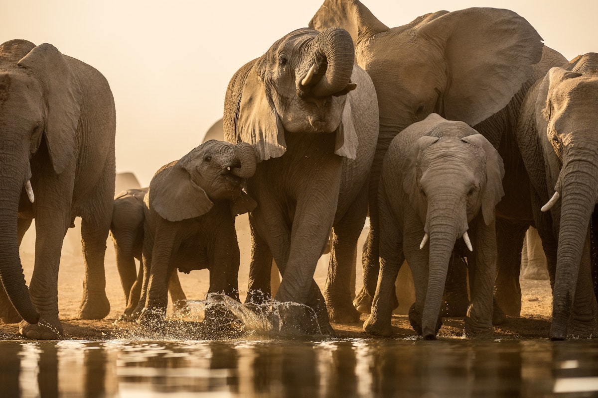 A herd of elephants in the Madikwe Game Reserve, South Africa.