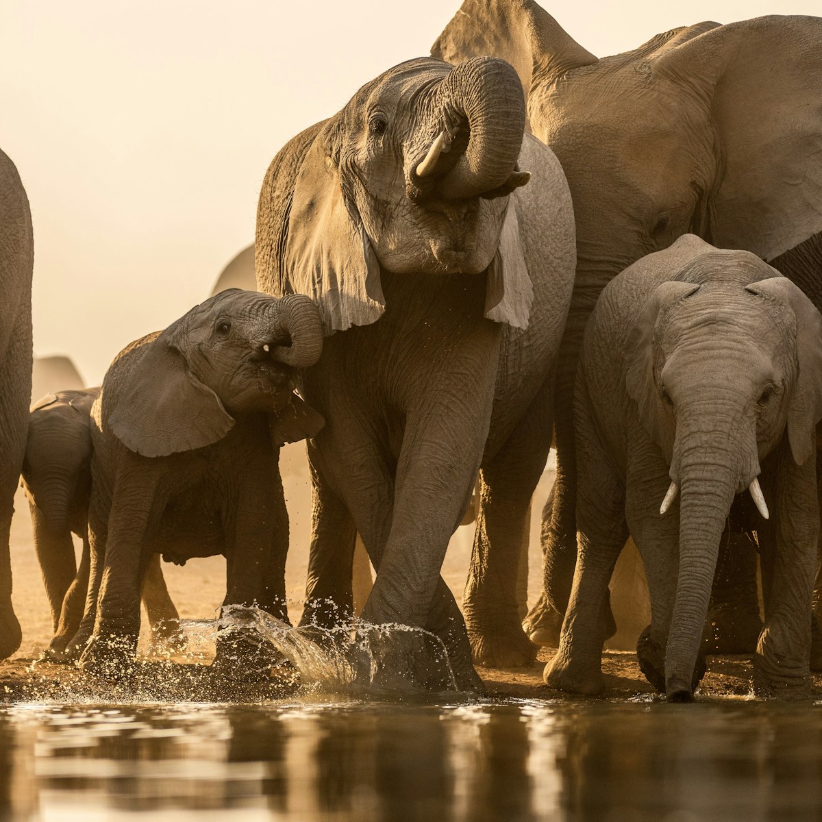 A herd of elephants in the Madikwe Game Reserve, South Africa.