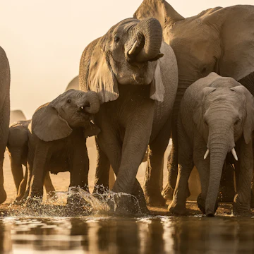A herd of elephants in the Madikwe Game Reserve, South Africa.