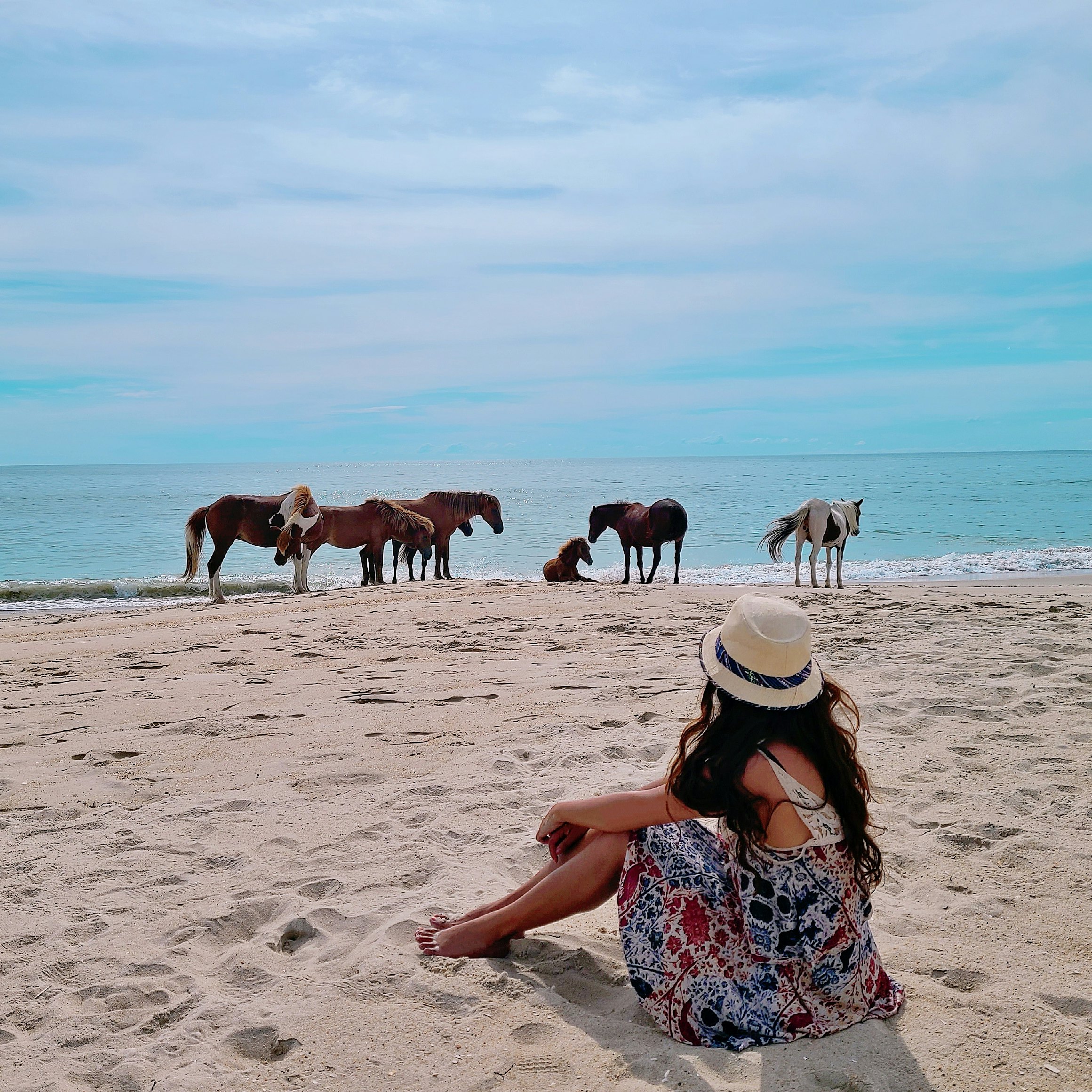 Wild horses of Assateague Island National Seashore.