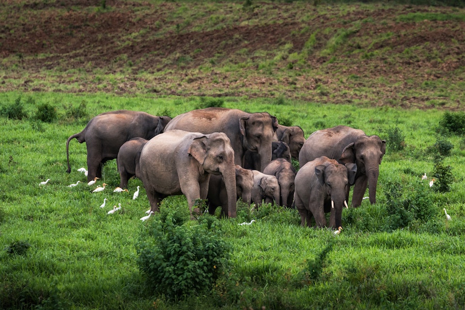Asian wild elephants in Kuiburi National Park, Thailand.