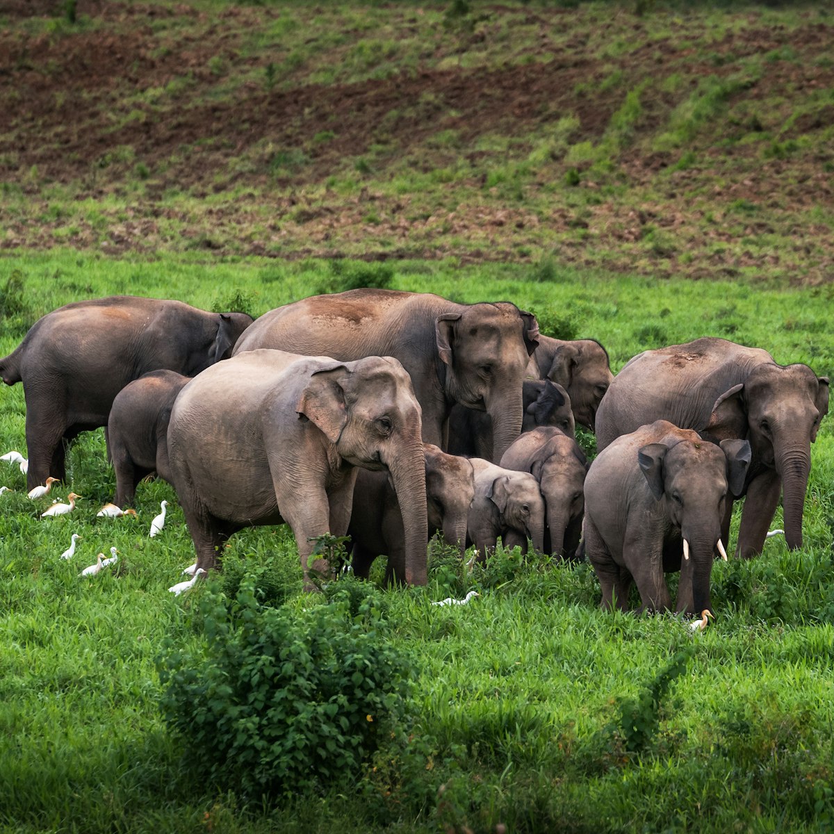Asian wild elephants in Kuiburi National Park, Thailand.