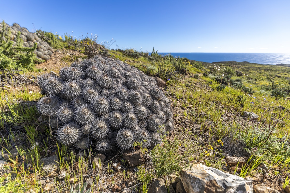 Copiapoa Carrizalensis Cactus at Llanos de Challe National Park.