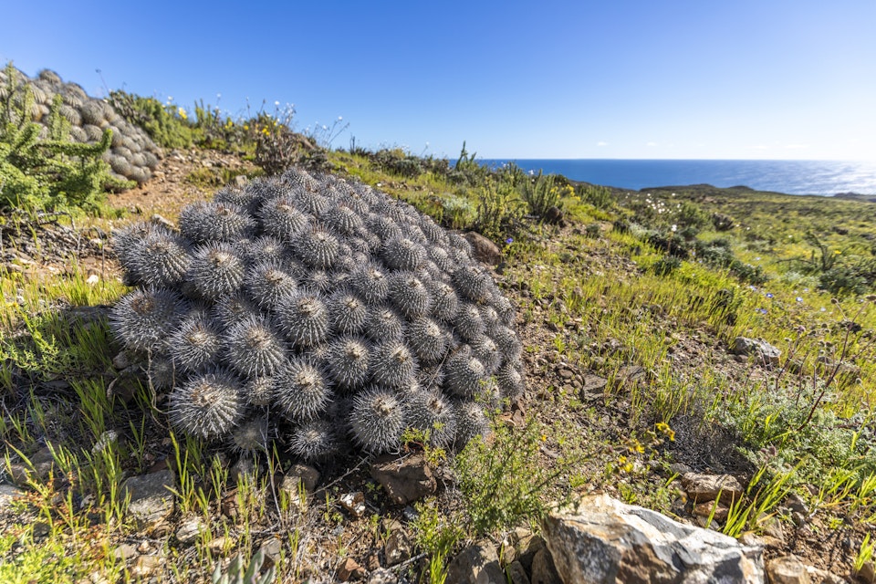 Copiapoa Carrizalensis Cactus at Llanos de Challe National Park.