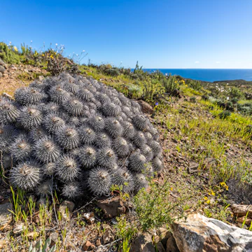 Copiapoa Carrizalensis Cactus at Llanos de Challe National Park.
