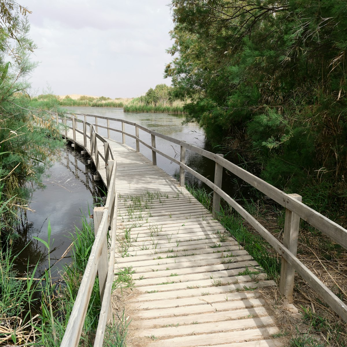 Boardwalk through Azraq Wetland Reserve, Jordan.