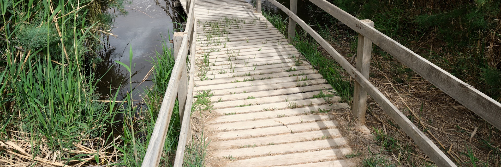 Boardwalk through Azraq Wetland Reserve, Jordan.