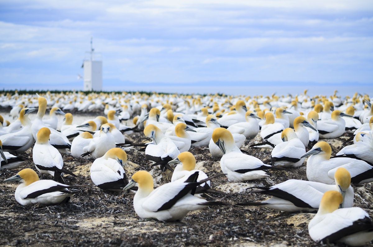 Gannet colony at Cape Kidnappers.
