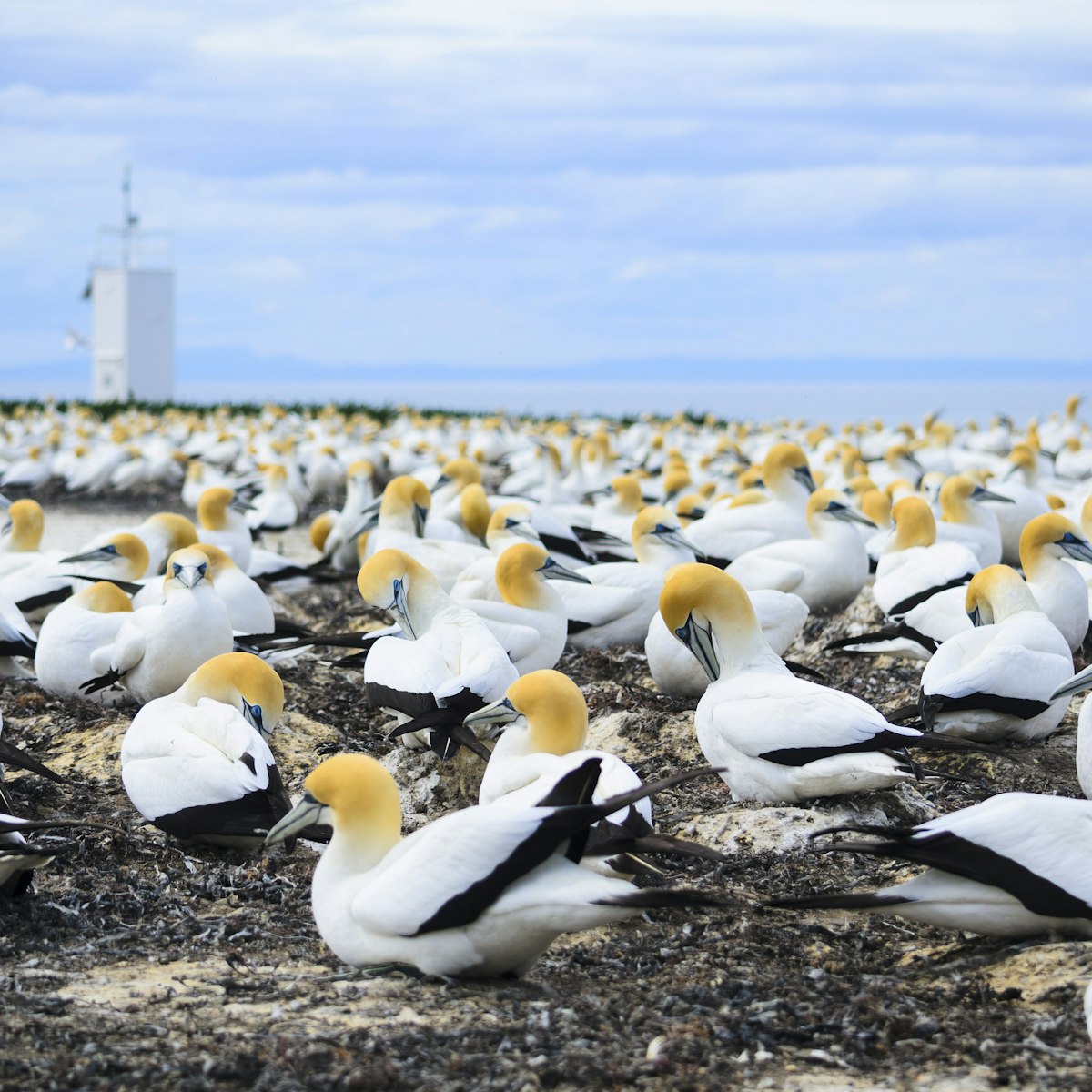 Gannet colony at Cape Kidnappers.