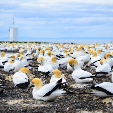 Gannet colony at Cape Kidnappers.