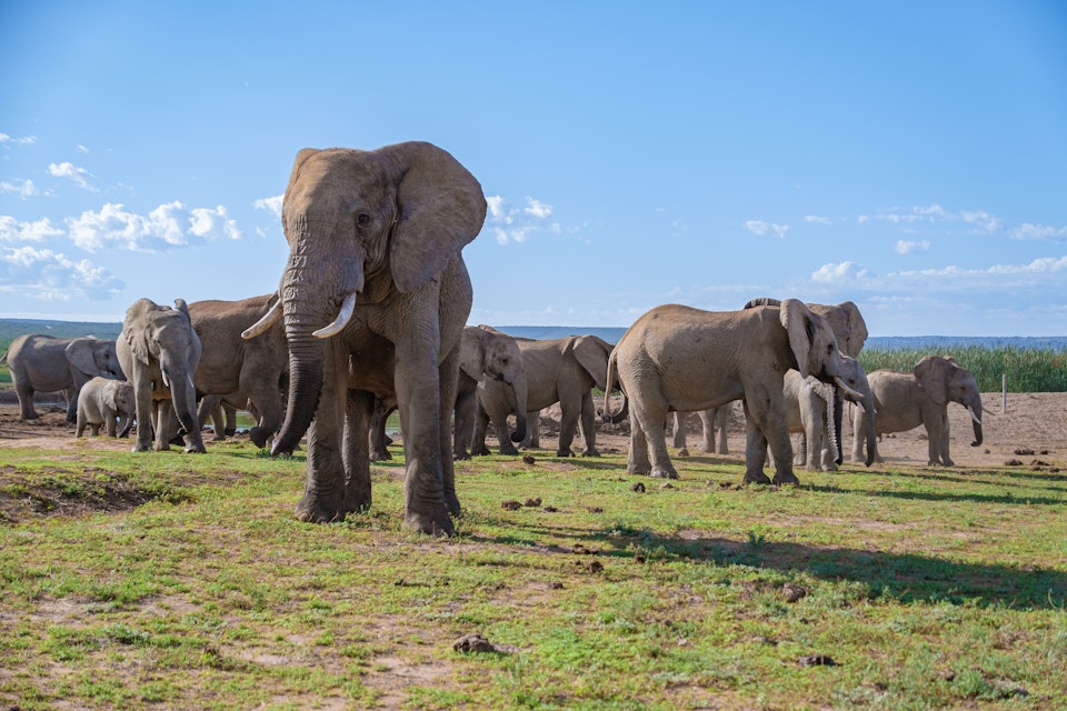 Family of elephants in Addo Elephant National Park.