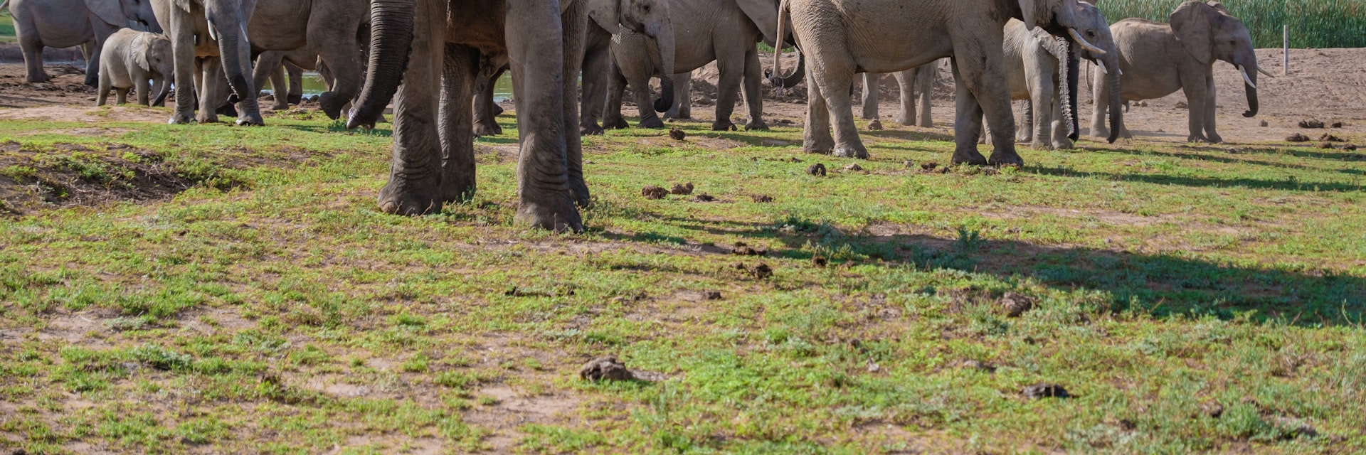 Family of elephants in Addo Elephant National Park.