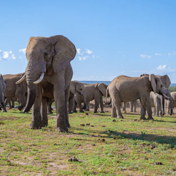 Family of elephants in Addo Elephant National Park.