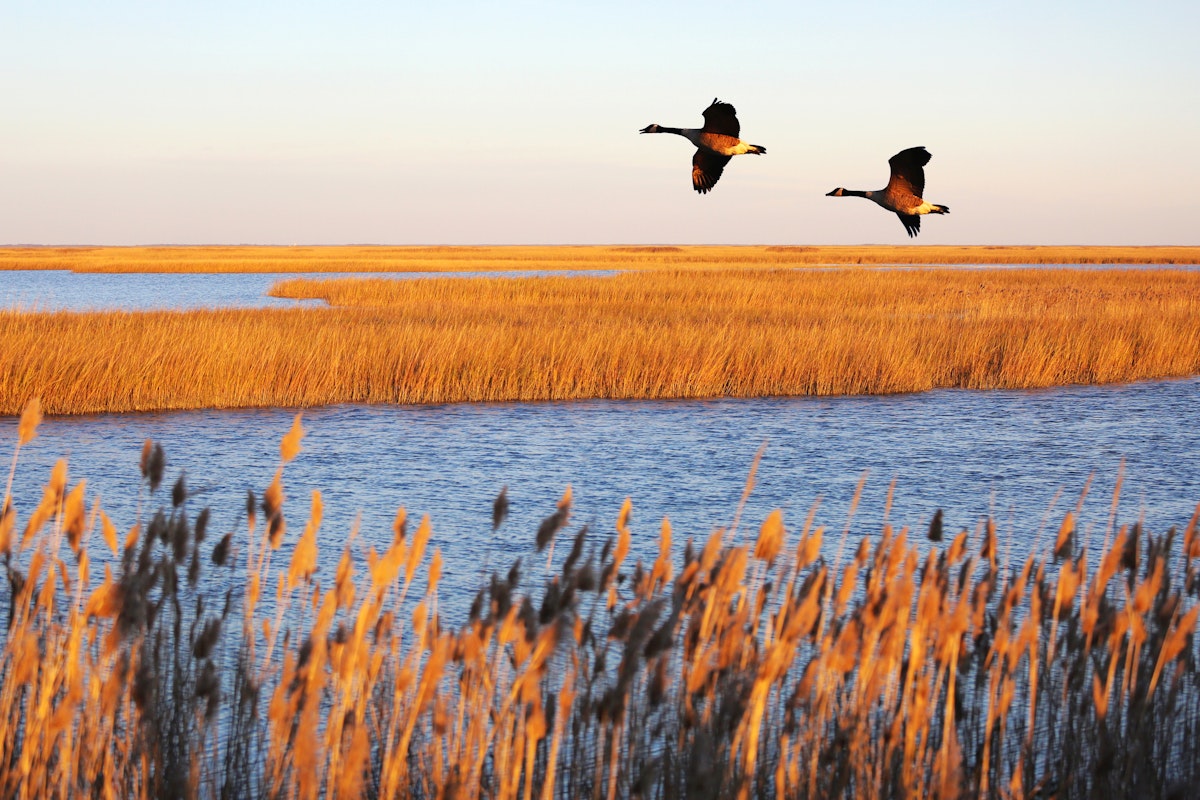 A couple of Canada geese in migration at Bombay Hook National Wildlife Refuge, Delaware.