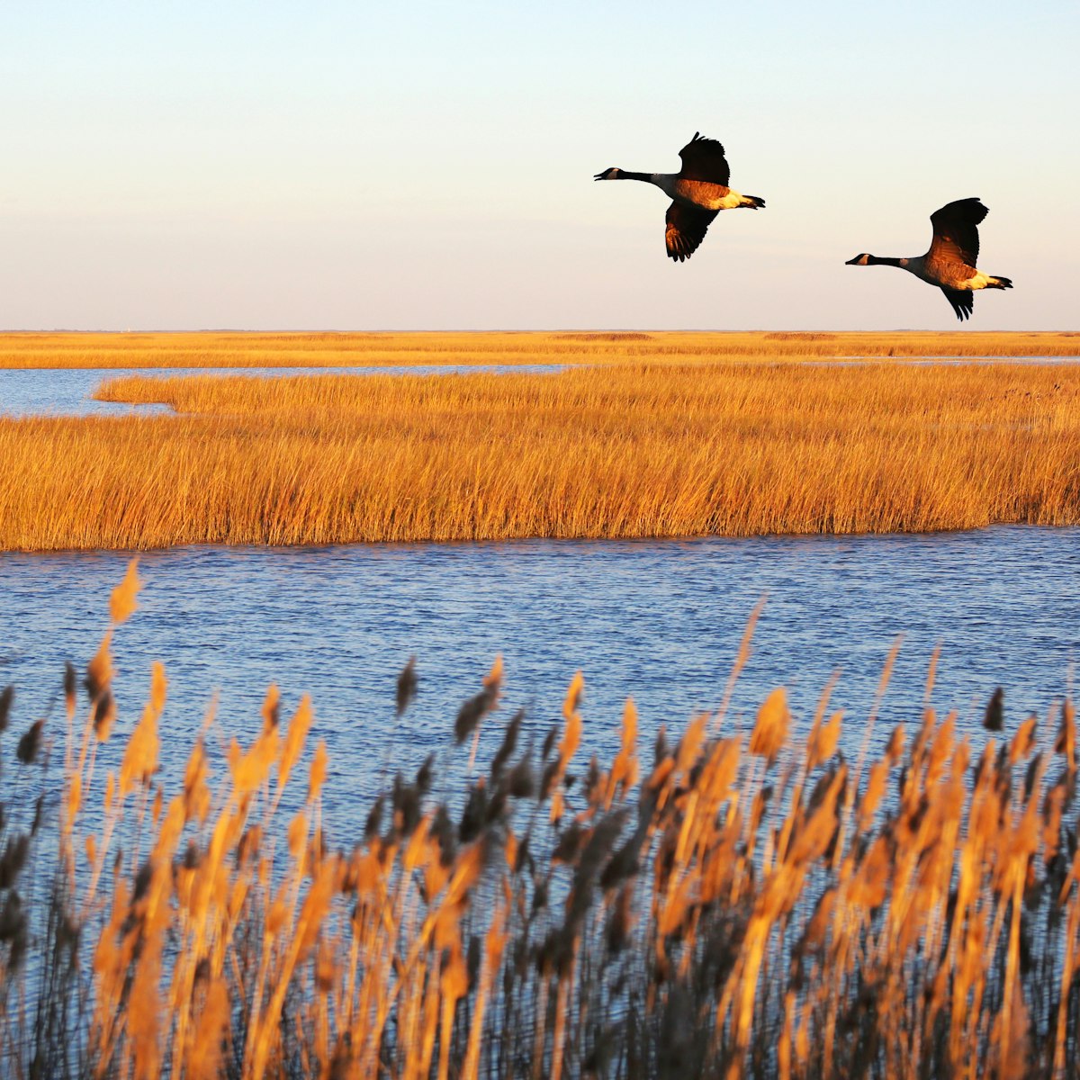 A couple of Canada geese in migration at Bombay Hook National Wildlife Refuge, Delaware.