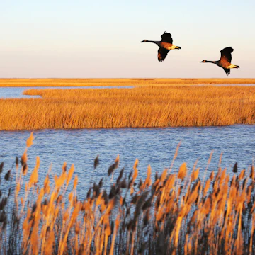 A couple of Canada geese in migration at Bombay Hook National Wildlife Refuge, Delaware.