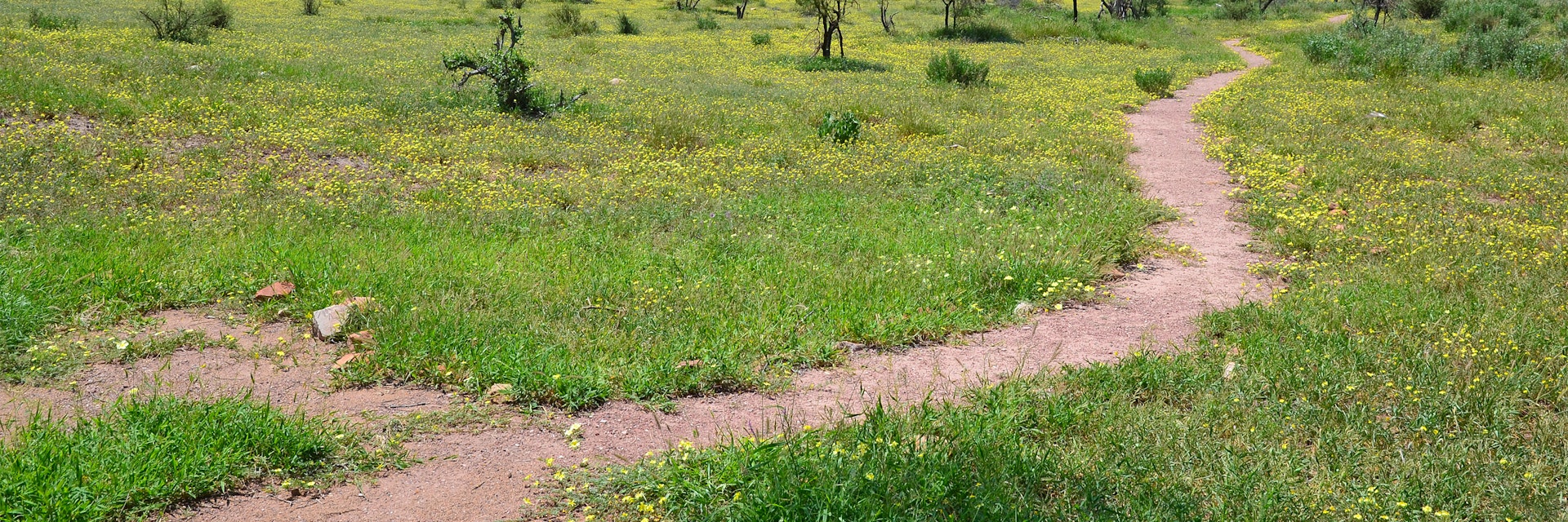 Landscape in Mapungubwe National Park, South Africa.