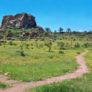 Landscape in Mapungubwe National Park, South Africa.