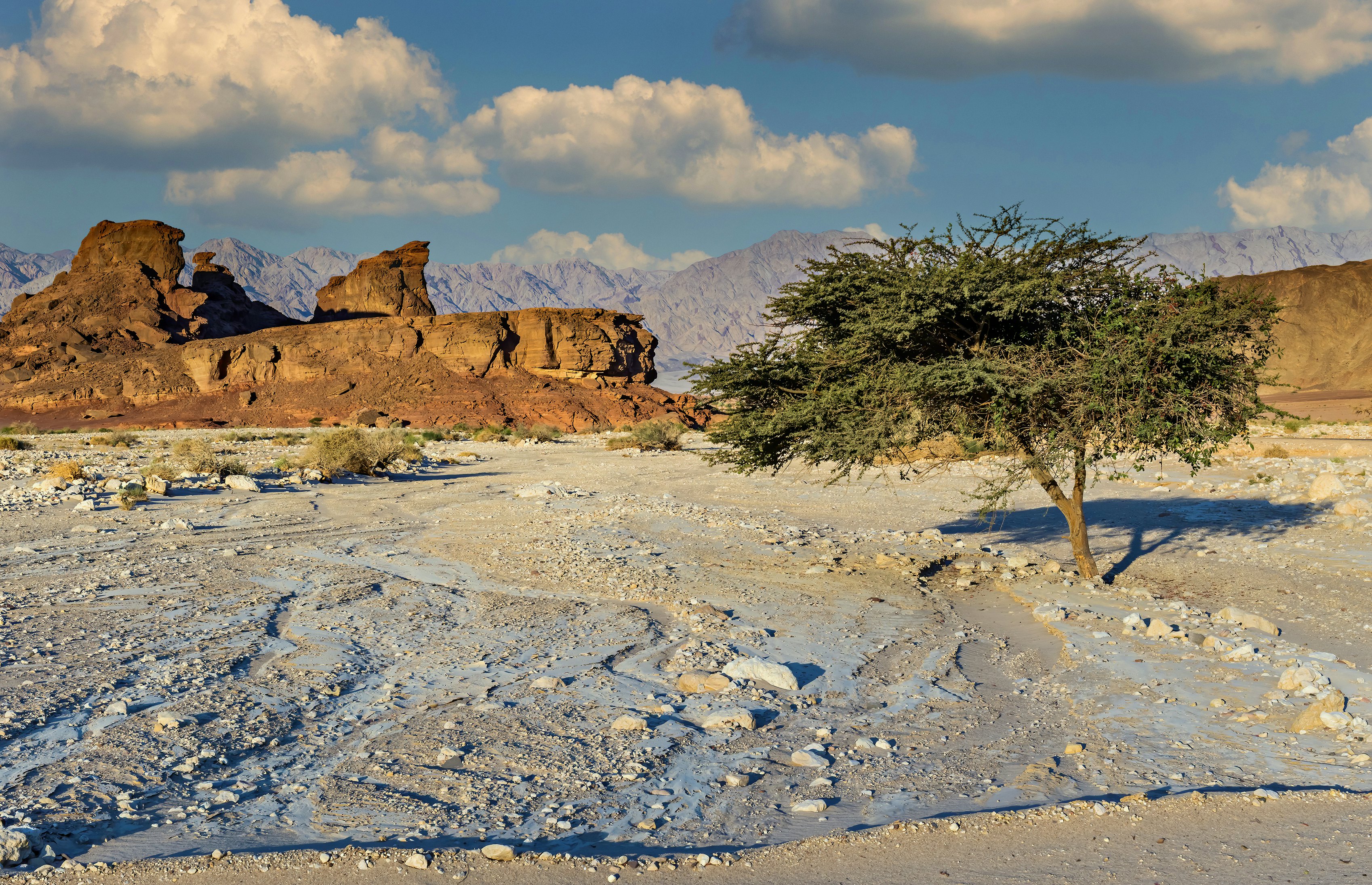 Landscape with an old acacia tree in Timna Park.